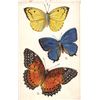 Image 6 : Group of 6 Tuck Butterfly Postcards