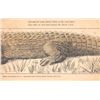 Image 2 : Alligator Installment set 4 Postcards
