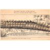 Image 3 : Alligator Installment set 4 Postcards