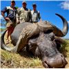 Image 2 : Mynyati Safaris - Female Buffalo Hunt