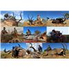Image 5 : Kobus Meyer  - 2 Sable Trophies!