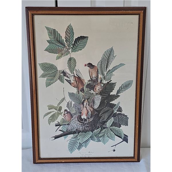 Audubon American Robin Bird Print, Framed Plate CXXXI