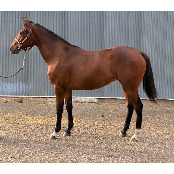 Filly Speculating/ Talkn Til Midnight