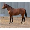Image 1 : Filly Speculating/ Talkn Til Midnight