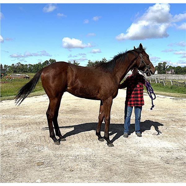 Gelding Following Sea/ Theirbankingonme