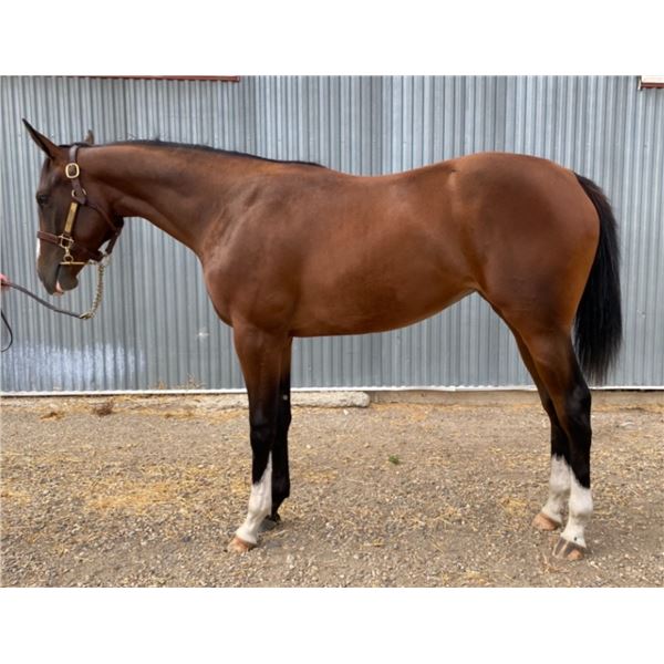 Filly Speculating/ Cyclone Sorority