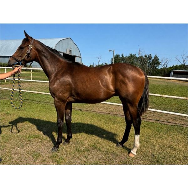 Gelding Speculating/ Danger Pay