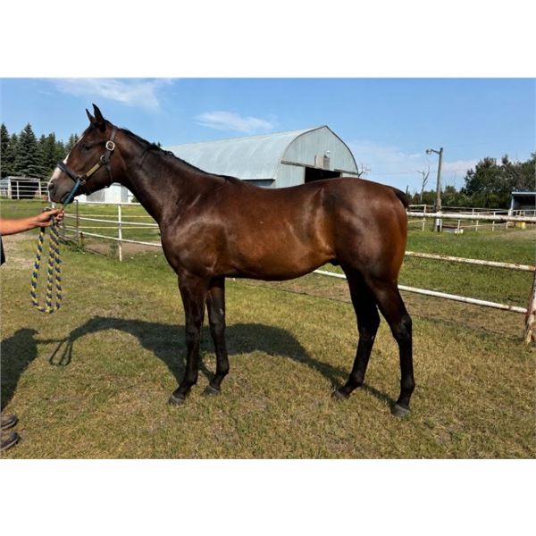 Gelding Speculating/ Hidden Grace