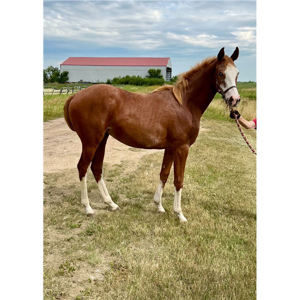 Filly Gufo/ Jr's Joy
