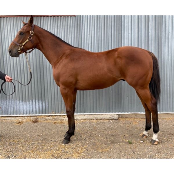 Gelding Speculating/ Justoneofakind