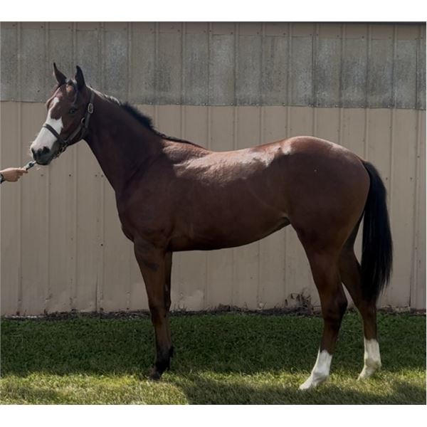 Filly Ami's Holiday/ Magic Vixen