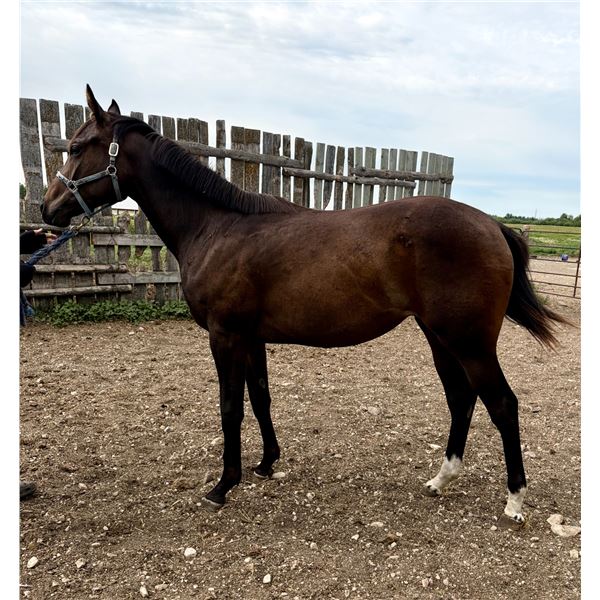 Filly Vengeful Wildcat/ Mairia