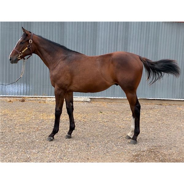 Gelding Speculating/ Marianda
