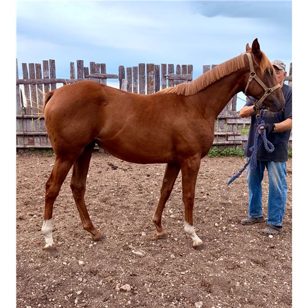 Damselle