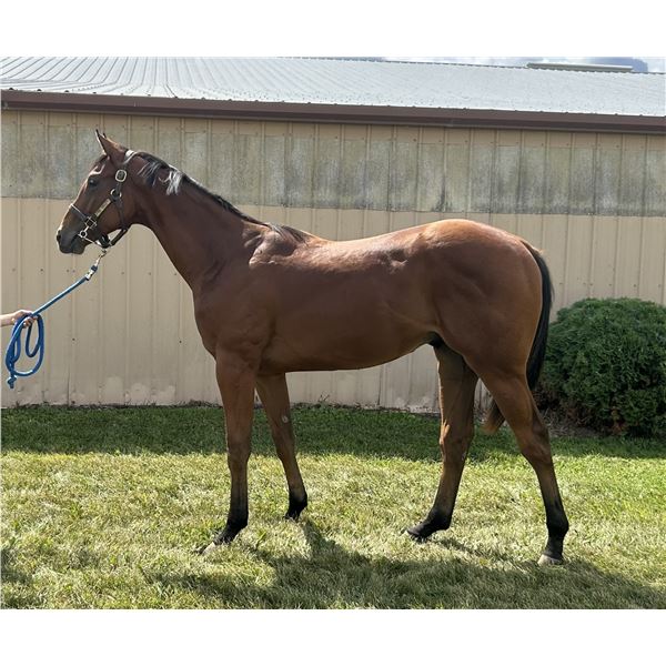 Gelding Following Sea/ Reasonable Cause