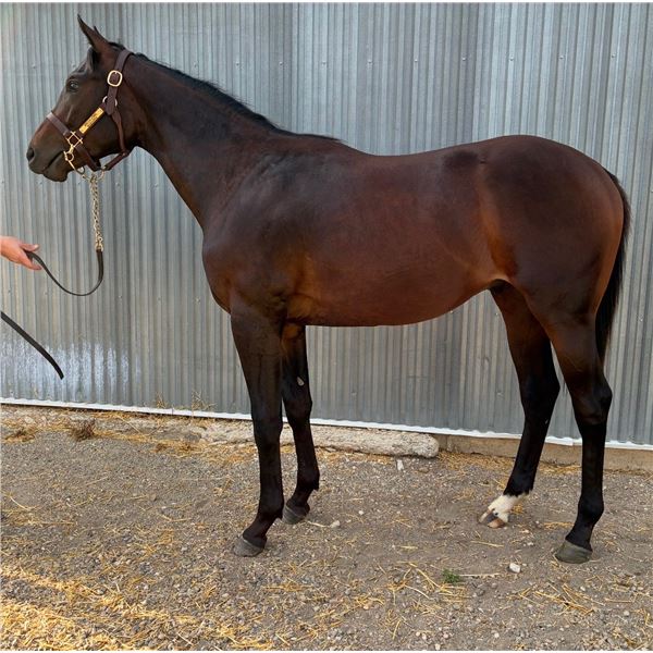 Gelding Speculating/ River Deputy