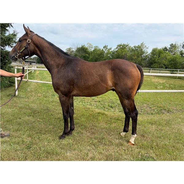 Gelding Speculating/ Spun Eazy