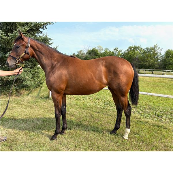 Filly Speculating/ Sweet Tizzy Lizzy