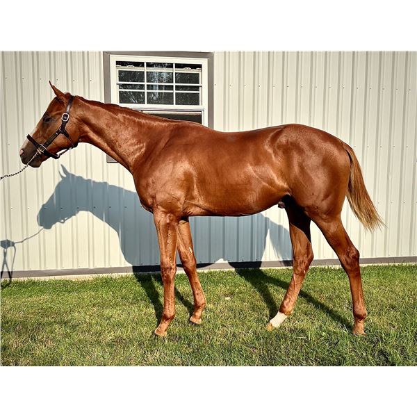 Colt Avie's Flatter Silver Ami