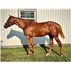 Image 1 : Colt Avie's Flatter Silver Ami