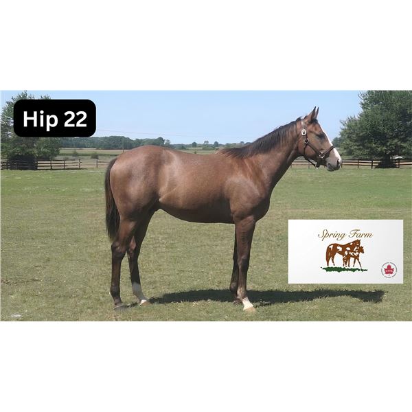 Colt Big Screen Smart Number