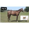 Image 1 : Colt Big Screen Smart Number