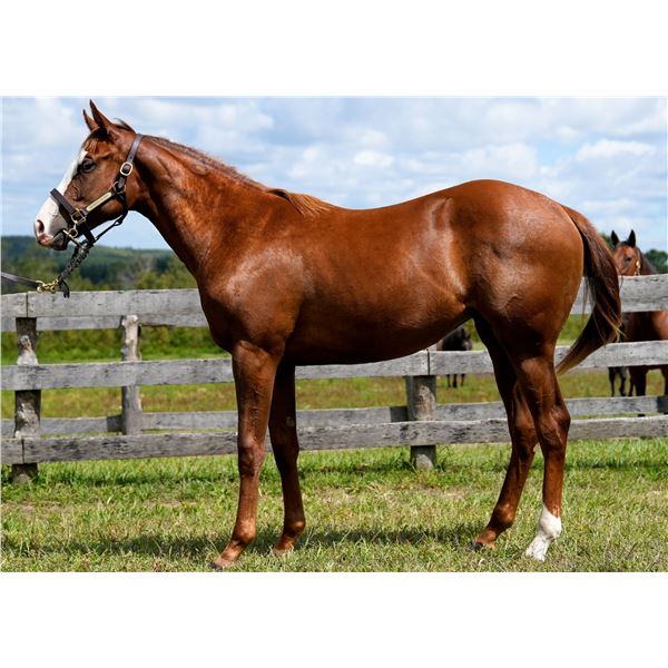 Filly Old Forester Snattered