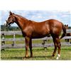 Image 1 : Filly Old Forester Snattered