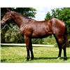 Image 1 : Filly Souper Speedy Summertime Blues