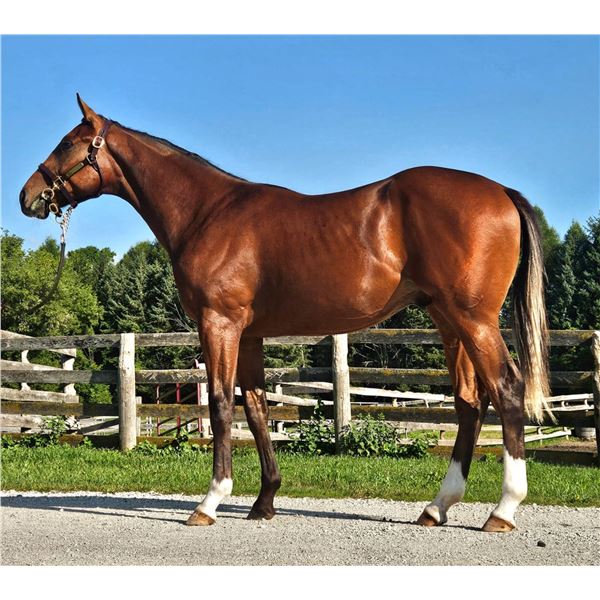 Colt Higher Power Suzie Mae