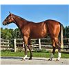 Image 1 : Colt Higher Power Suzie Mae