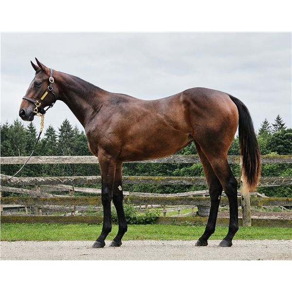 Filly Souper Speedy Tocco
