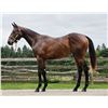 Image 1 : Filly Souper Speedy Tocco