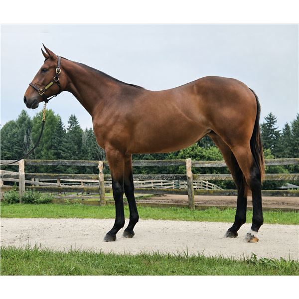 Filly Vino Rosso Unlimited Resource
