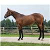 Image 1 : Filly Vino Rosso Unlimited Resource