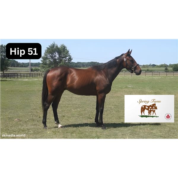 Filly Speaker's Corner Zealous Wildcat