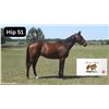 Image 1 : Filly Speaker's Corner Zealous Wildcat
