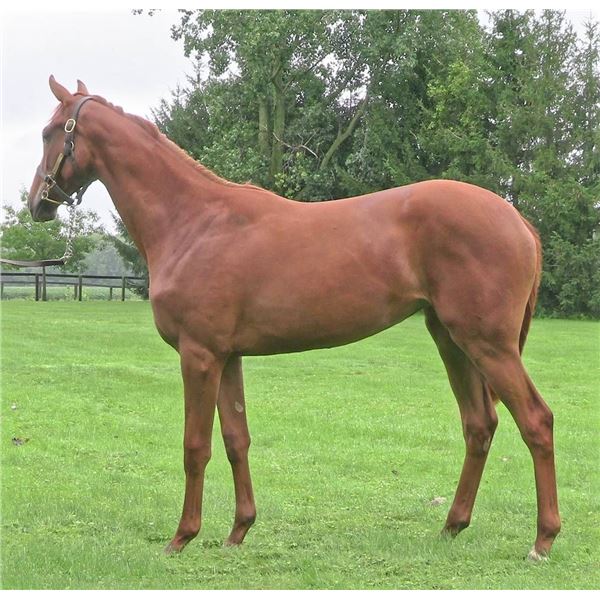 Filly Mucho Macho Man Zelkova