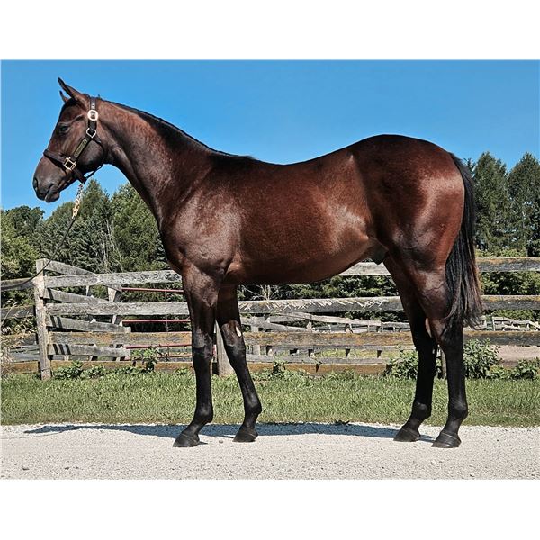 Colt Annapolis Bright Lights Up