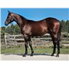 Image 1 : Colt Annapolis Bright Lights Up