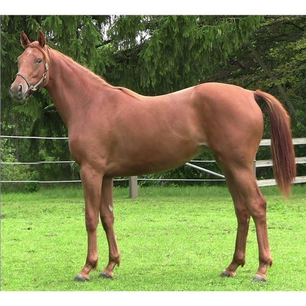 Filly Vino Rosso Catch the Fire