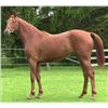 Image 1 : Filly Vino Rosso Catch the Fire