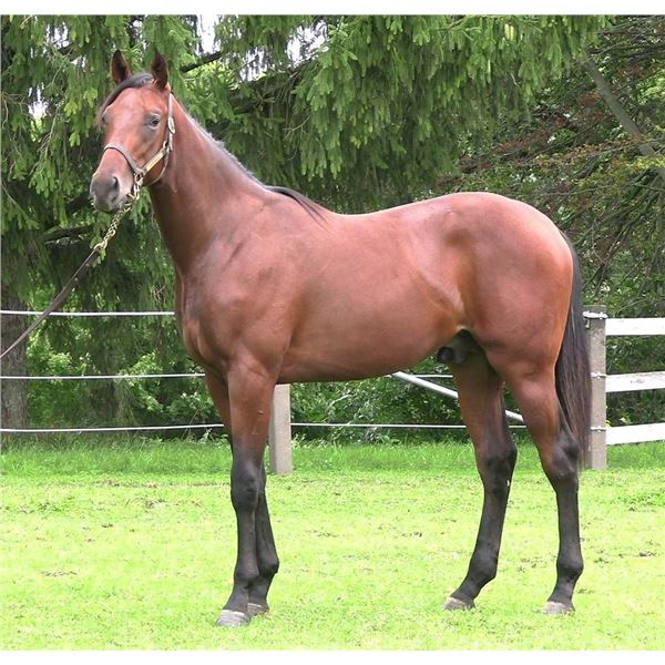 Colt Souper Speedy Damsel