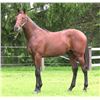Image 1 : Colt Souper Speedy Damsel