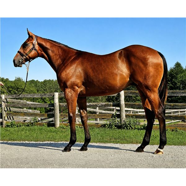 Colt Mucho Macho Man Dance Play
