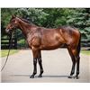 Image 1 : Filly Golden Pal Elegant Supermodel (GER)