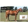 Image 1 : Filly Big Screen Emotional Kitten