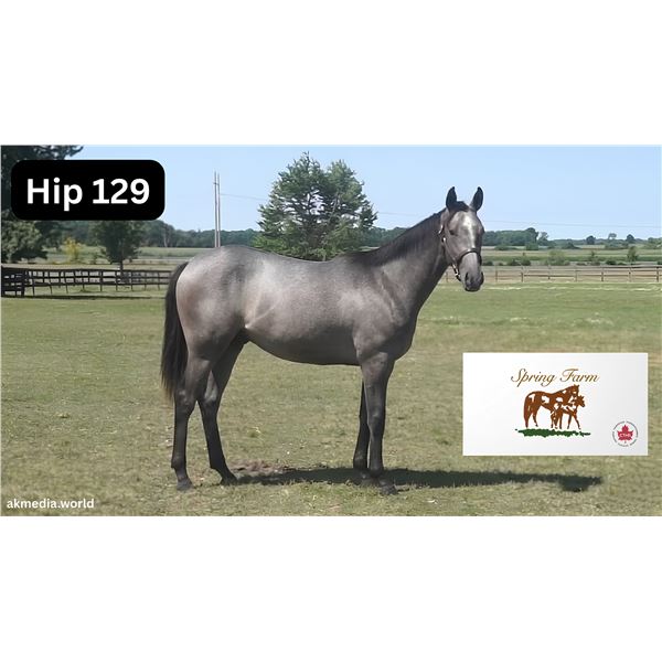 Filly Big Screen From Above