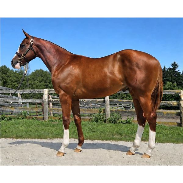 Colt Mucho Macho Man Ghost Painter