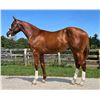 Image 1 : Colt Mucho Macho Man Ghost Painter
